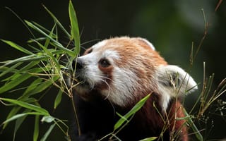 Картинка листья, природа, панда, боке, растение, медведь