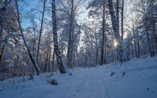Картинка зима, дорога, снег, лес