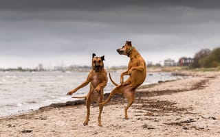 Обои собаки, танец, река