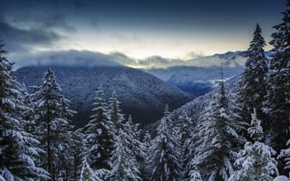 Картинка зима, снег, Olympic National Park, панорама, природа, лес, облака, горы