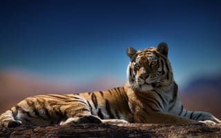 Картинка тигр, хищник, взгляд, окрас