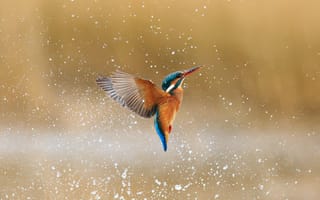 Картинка птица, брызги, вода, обыкновенный зимородок, капли, alcedo atthis, kingfisher
