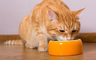 Картинка cat, food bowl, eating