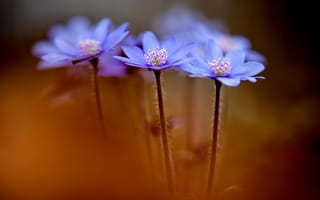 Картинка Anemone hepatica, цветы, весна
