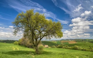 Картинка Италия, холмы, весна, поля, дом, дерево