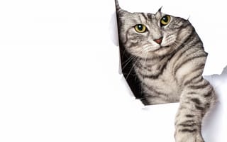 Картинка кот, белый фон, серый, бумага, лапа
