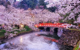 Картинка деревья, мост, tree, река, природа, вечер, сакура, Japan, отражение, bridge, огни, evening, Япония