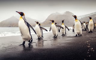 Картинка Южная Георгия, пляж, королевские пингвины