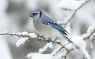 Картинка Ветка, зима, птица, снег