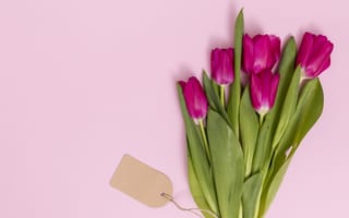 Картинка цветы, тюльпаны, pink, tulips, flowers, розовые, spring