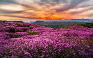 Картинка Корея, туман, солнце, утро, горы, цветы, холмы