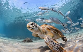Картинка море, под водой, рыбы, океан, черепаха