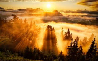 Картинка Лес, облака, солнце, небо, горы, деревья, туман
