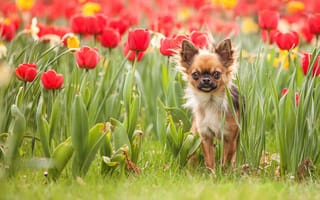 Картинка собака, тюльпаны, природа