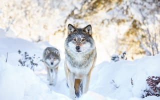 Картинка winter, snow, wolf, two