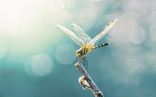 Картинка wings, dragonfly, insect