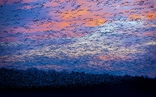 Картинка гуси, миграция, Канада, облака, небо, Квебек, птицы, река Сен-Франсуа