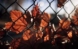 Картинка листья, свет, забор