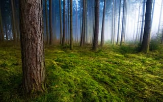 Картинка Лес, деревья, трава, утро, мох, туман, природа, стволы