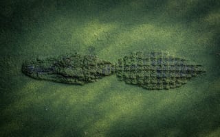 Картинка природа, крокодил, маскировка
