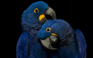 Картинка blue, parrots, picks, playing