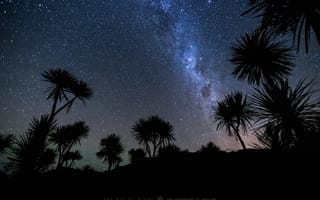 Картинка Mark Gee, ночь, photographer, звезды, небо, пальмы, метеор