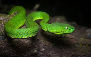 Картинка природа, змея, пресмыкающееся