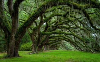 Картинка США, штат, Чарльстон, деревья, весна, Южная Каролина