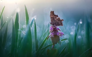 Картинка цветок, боке, Roberto Aldrovandi, природа, бабочка, трава