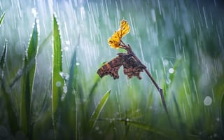 Картинка трава, природа, макро, боке, дождь, Roberto Aldrovandi, веточка, лист, бабочка