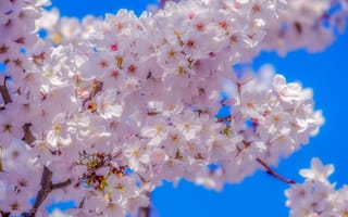 Картинка небо, вишня, japanese, cherry, весна, spring, blossom, цветение, sky, сакура, sakura