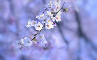 Картинка Весна, макро, цветы, дерево, веточка, цветение, природа, белые, сиреневый
