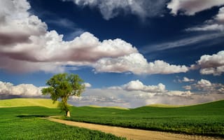 Картинка природа, небо, дорога, весна, облака, поля, дерево