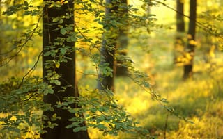 Картинка лес, листья, деревья, свет