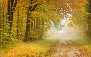 Обои осень, листья, пейзаж, туман, дорога, лес, деревья
