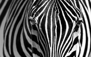 Обои морда, полоски, чёрно - белое, зебра