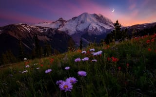 Картинка небо, Doug Shearer, цветы, вечер, горы, луг, гора Rainier