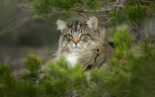 Картинка взгляд, сосна, Норвежский лесной кот, дикая кошка, ветки