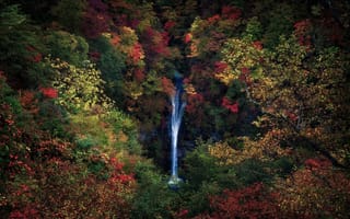 Картинка осень, водопад, листва, деревья, ветки, Япония, природа, лес
