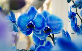 Картинка синий фаленопсис, орхидеи, экзотика