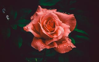 Картинка цветы, розы, bloom, colors, close-up, flower, лепестки, флора