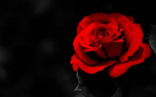 Картинка роза красная, лепестки, тёмный