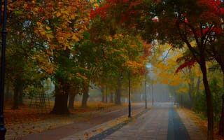 Картинка Туман, Деревья, Осень, Парк, Autumn, Park, Fall