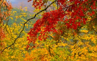 Картинка Осень, Ветви, Fall, Autumn