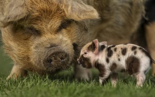 Картинка трава, свинья, маленькая, свиньи