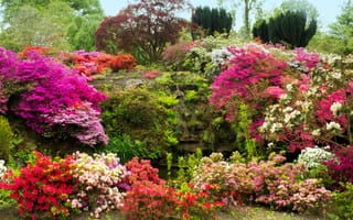 Картинка Великобритания, камни, азалия, мох, кусты, сад, деревья, цветы, Bodnant Gardens Wales