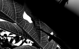 Картинка black & white, macro leaf, plant, leaf, veins