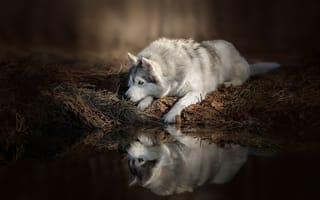 Картинка вода, Собака, отражение, лежит