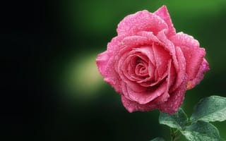 Обои роза, макро, розовая, цветок, капли, роса