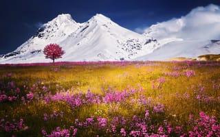 Картинка горы, поле, снег, природа, цветы